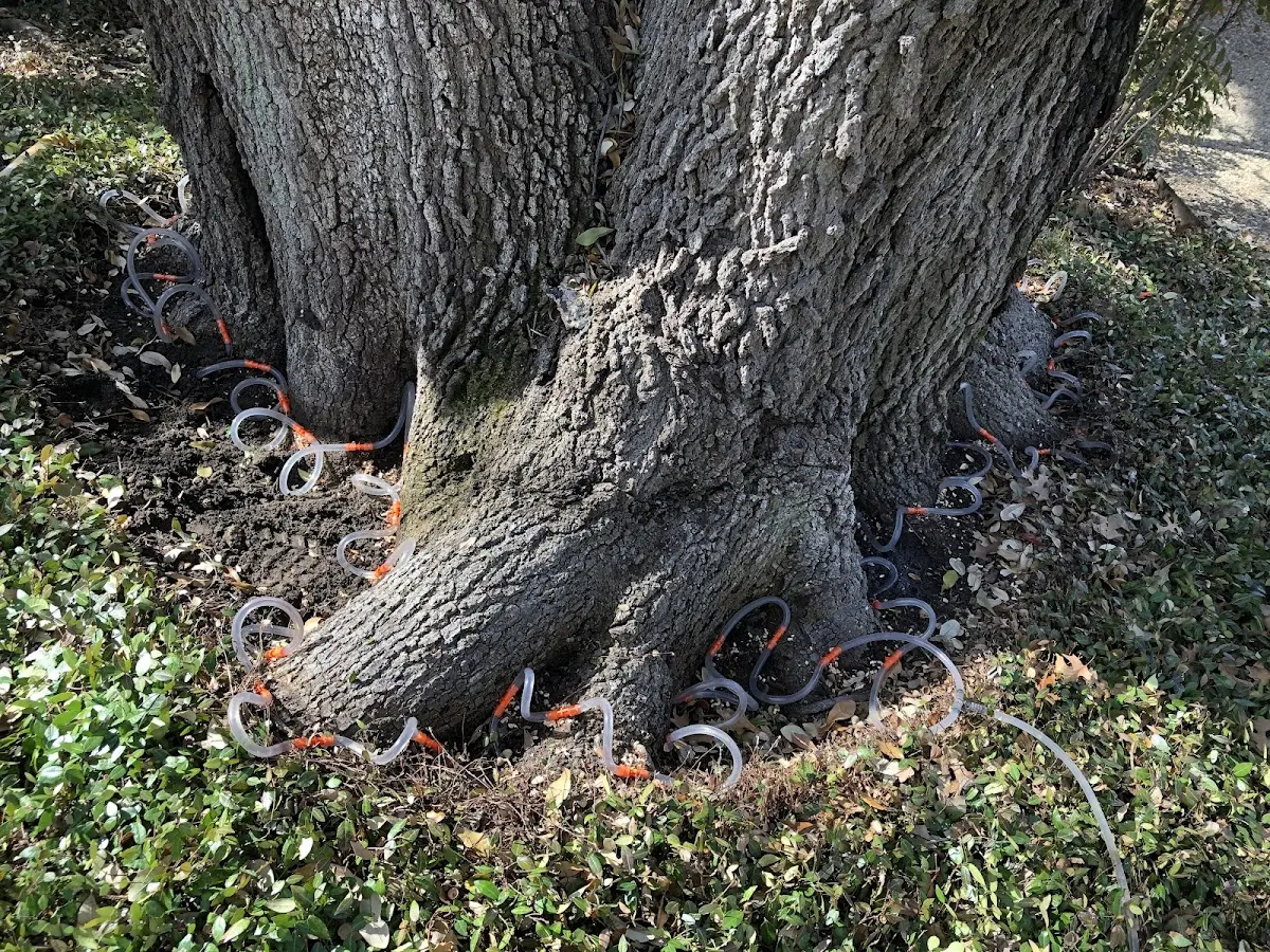Detailed Tree Cabling and Bracing job site in Francestown