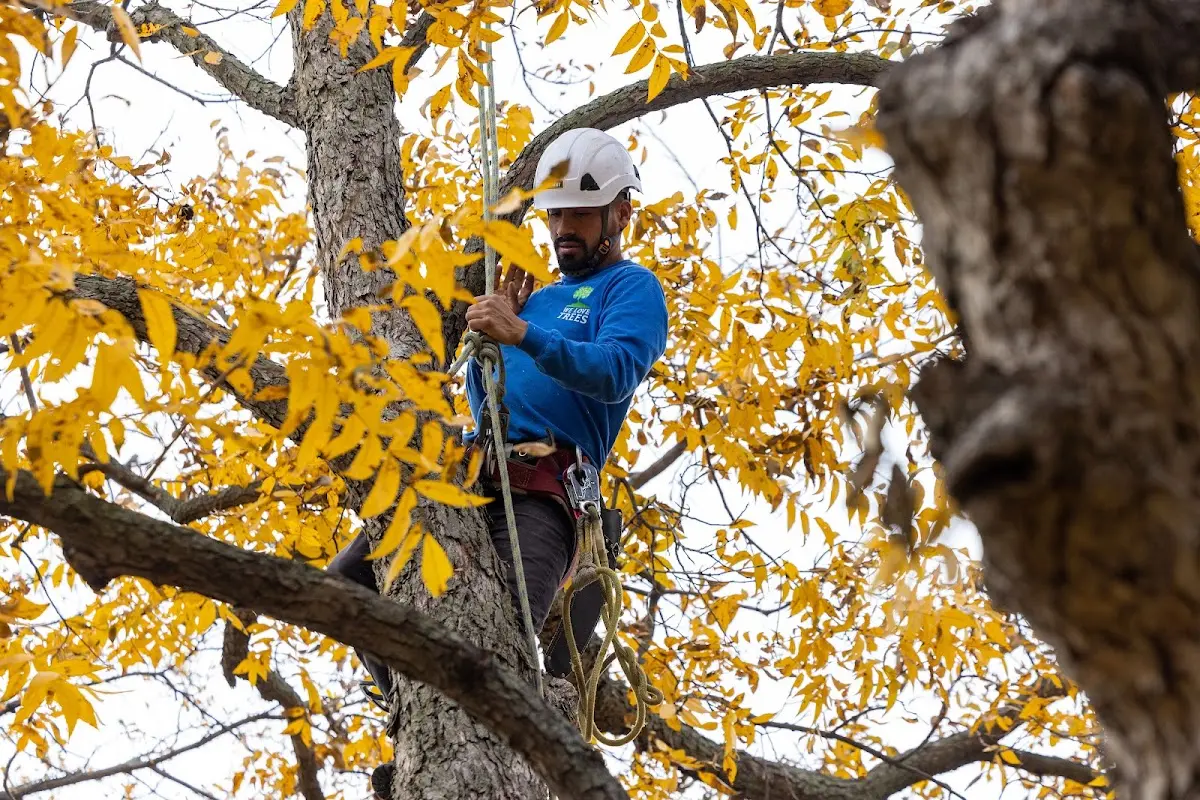Skilled Tree Pruning crew working in Francestown